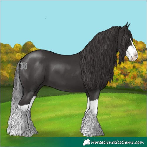 Horse Color:Smoky Black Splash 