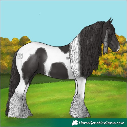 Horse Color:Smoky Black Tobiano 