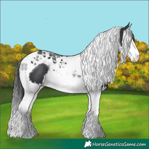 Horse Color:Black Splash Tobiano 