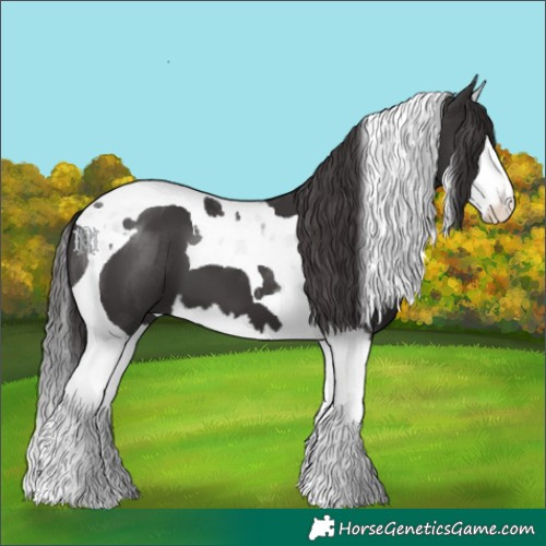 Horse Color:Smoky Black Splash Tobiano 