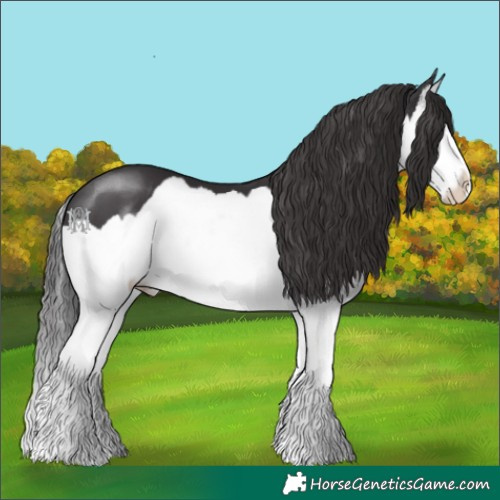 Horse Color:Smoky Black Splash