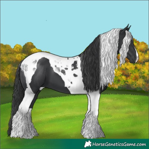 Horse Color:Black Tobiano