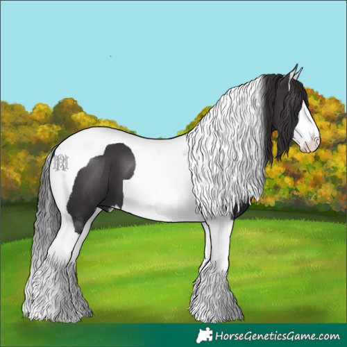 Horse Color:Smoky Black Splash Tobiano 