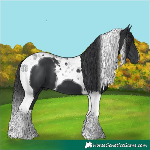 Horse Color:Black Tobiano