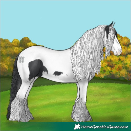 Horse Color:Black Splash Tobiano 