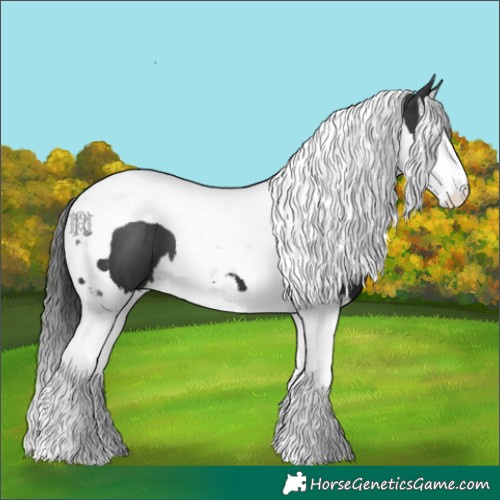 Horse Color:Black Splash Tobiano 