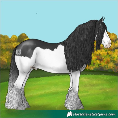 Horse Color:Black Splash 