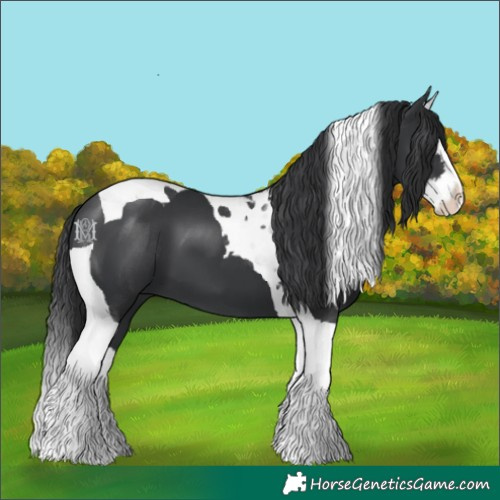 Horse Color:Black Splash Tobiano