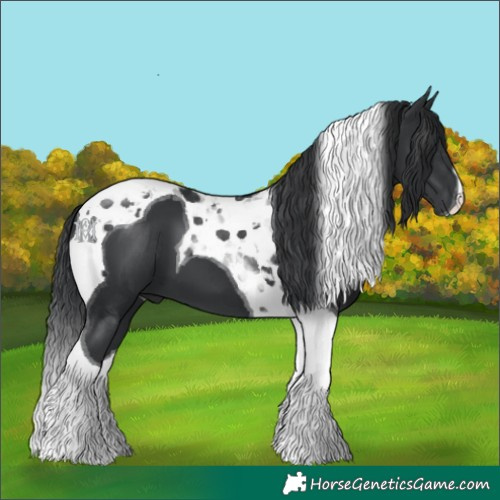 Horse Color:Black Tobiano