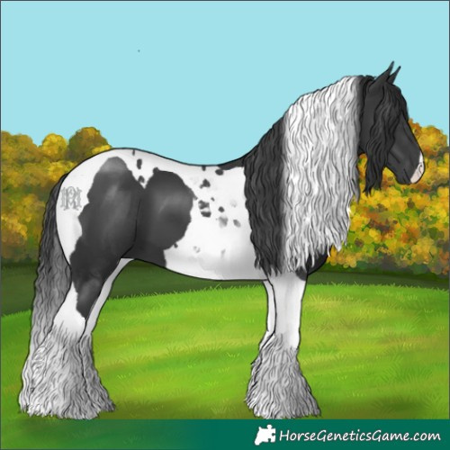 Horse Color:Black Tobiano 