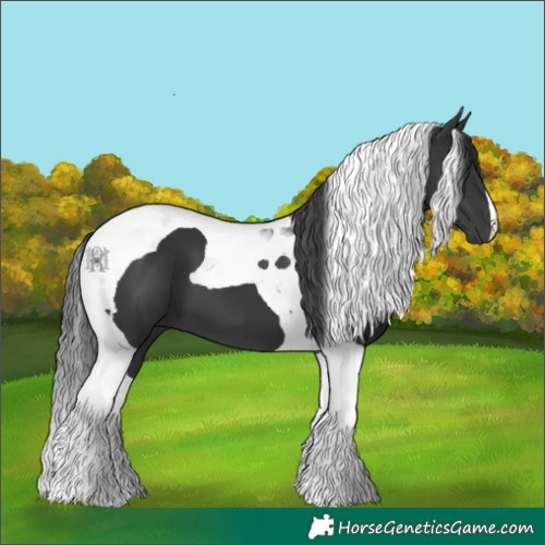 Horse Color:Black Tobiano 