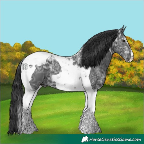 Horse Color:Black Ice Tobiano