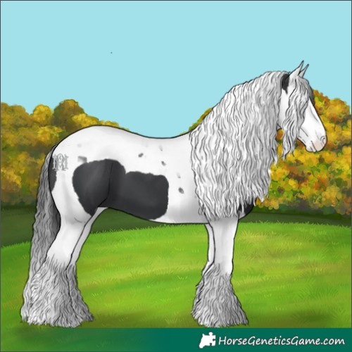 Horse Color:Black Splash Tobiano