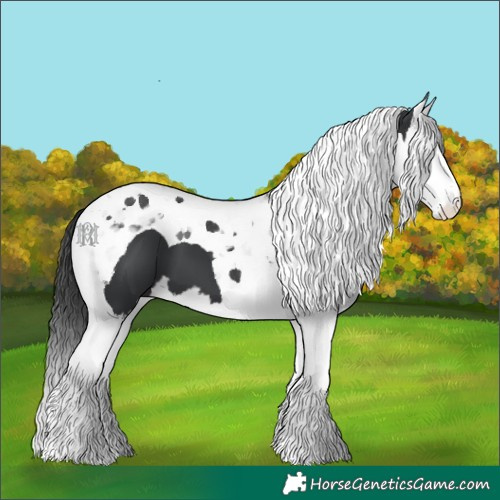 Horse Color:Black Splash Tobiano