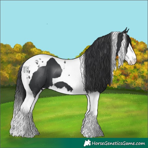 Horse Color:Black Splash Tobiano