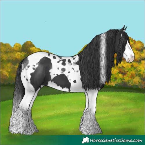 Horse Color:Black Splash Tobiano