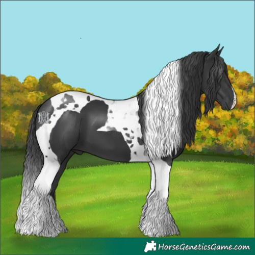 Horse Color:Black Tobiano