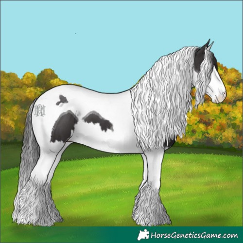 Horse Color:Smoky Black Splash Tobiano