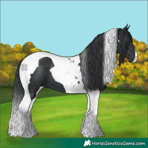 Horse Color:Black Tobiano