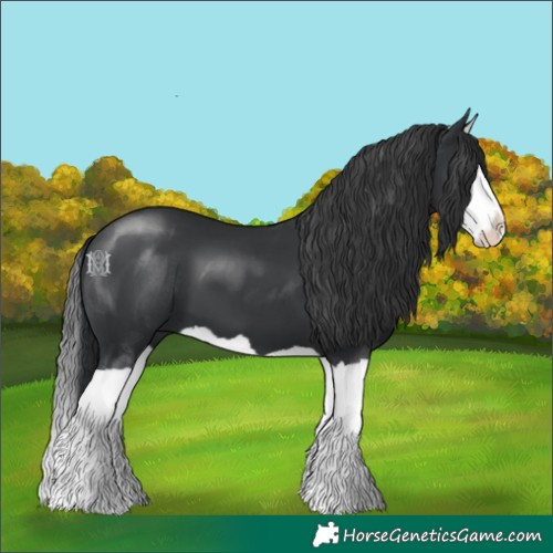Horse Color:Black Splash 