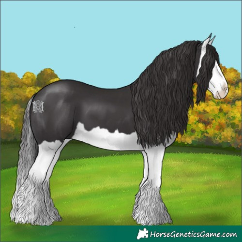 Horse Color:Smoky Black Splash 