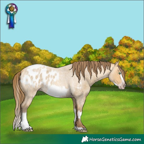 Horse Color:Gray Silver Classic Cream Champagne Roan Dun Frame Appaloosa  and Amber Cream Champagne Roan Splash Frame Appaloosa Rabicano 
