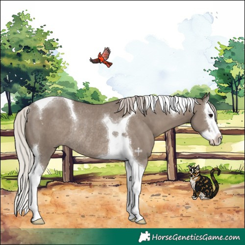 Horse Color:Silver Grullo Splash Tobiano Rabicano 