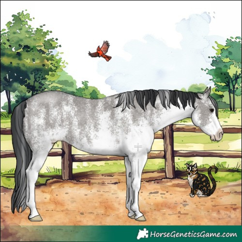 Horse Color:White Spotted Grullo 