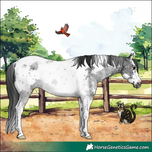 Horse Color:Black Sabino Splash Tobiano Frame Rabicano 