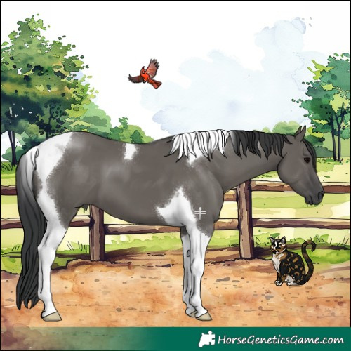 Horse Color:Grullo Tobiano