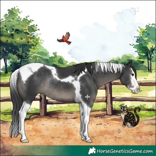 Horse Color:Black Splash Tobiano Rabicano 