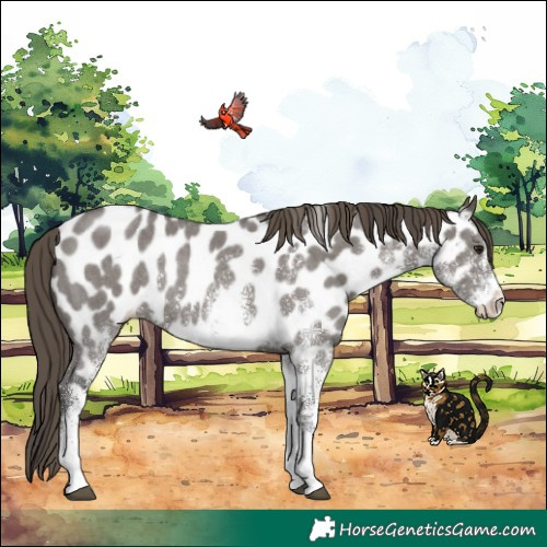 Horse Color:White Spotted Smoky Grullo Appaloosa Rabicano