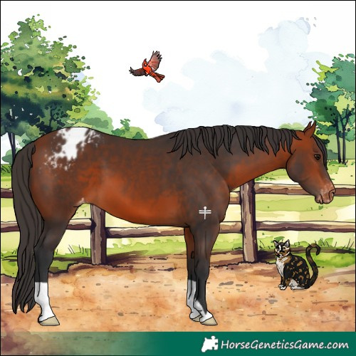 Horse Color:Bay Appaloosa