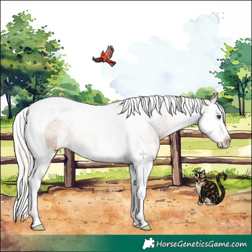 Horse Color:Silver Bay Dun Sabino Splash Tobiano 