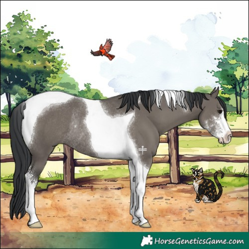 Horse Color:Grullo Sabino Tobiano Rabicano 