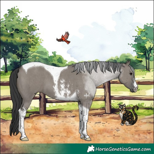 Horse Color:Grullo Sabino Tobiano