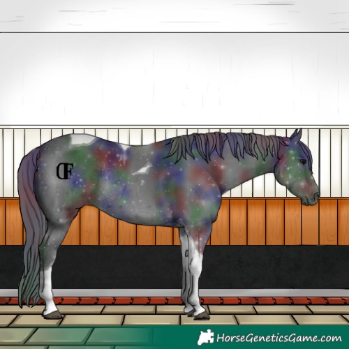 Horse Color:Nacre Black Tobiano Rabicano