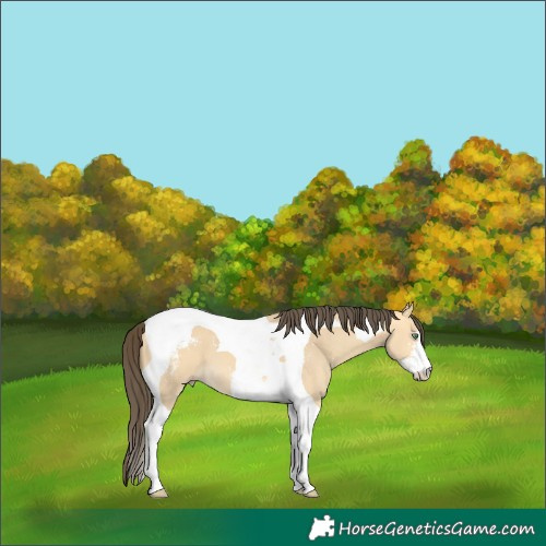 Horse Color:Amber Cream Champagne Dun Sabino Tobiano