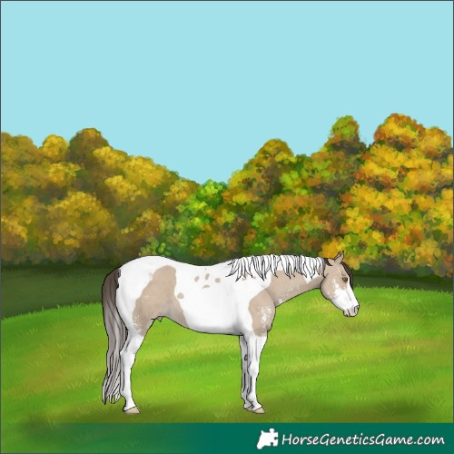 Horse Color:Classic Champagne Dun Sabino Tobiano