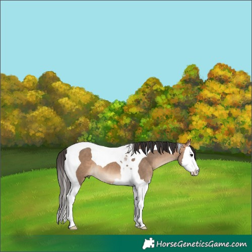 Horse Color:Bay Dun Splash Tobiano