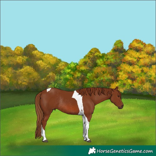 Horse Color:Chestnut Tobiano Rabicano 
