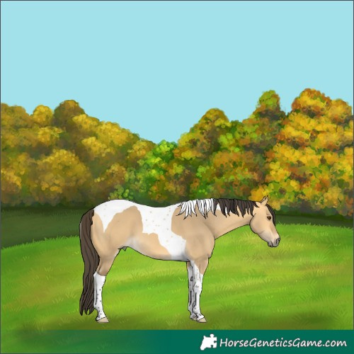 Horse Color:Buckskin Dun Tobiano 