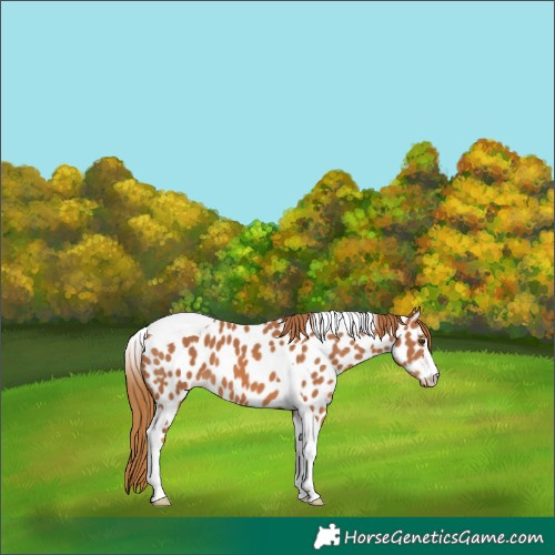 Horse Color:Chestnut Tobiano Near Leopard