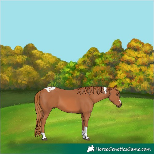 Horse Color:Chestnut Tobiano