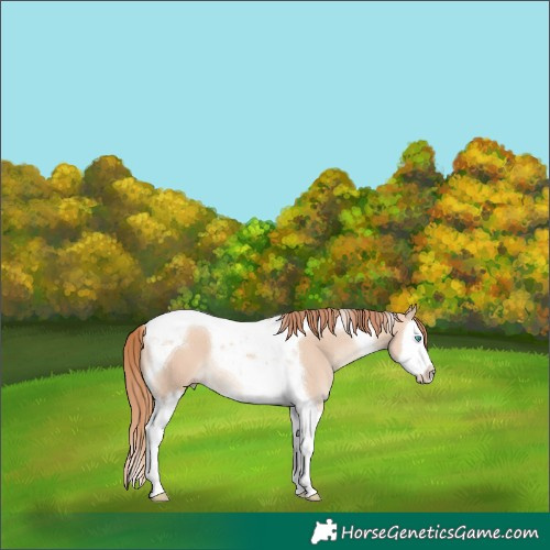 Horse Color:Gold Champagne Dun Splash Tobiano
