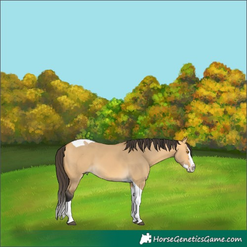 Horse Color:Buckskin Dun Splash Tobiano 