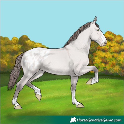 Horse Color:Platinum Amber Champagne Dun Blanket 