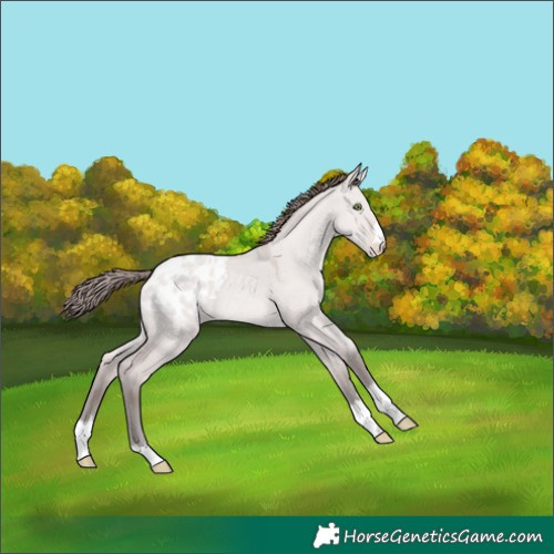 Horse Color:Platinum Amber Champagne Dun Appaloosa 