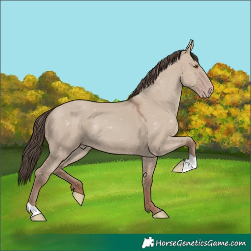 Horse Color:Classic Champagne Dun