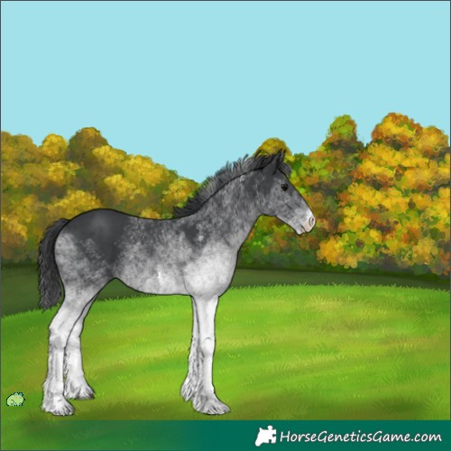Horse Color:Unknown 